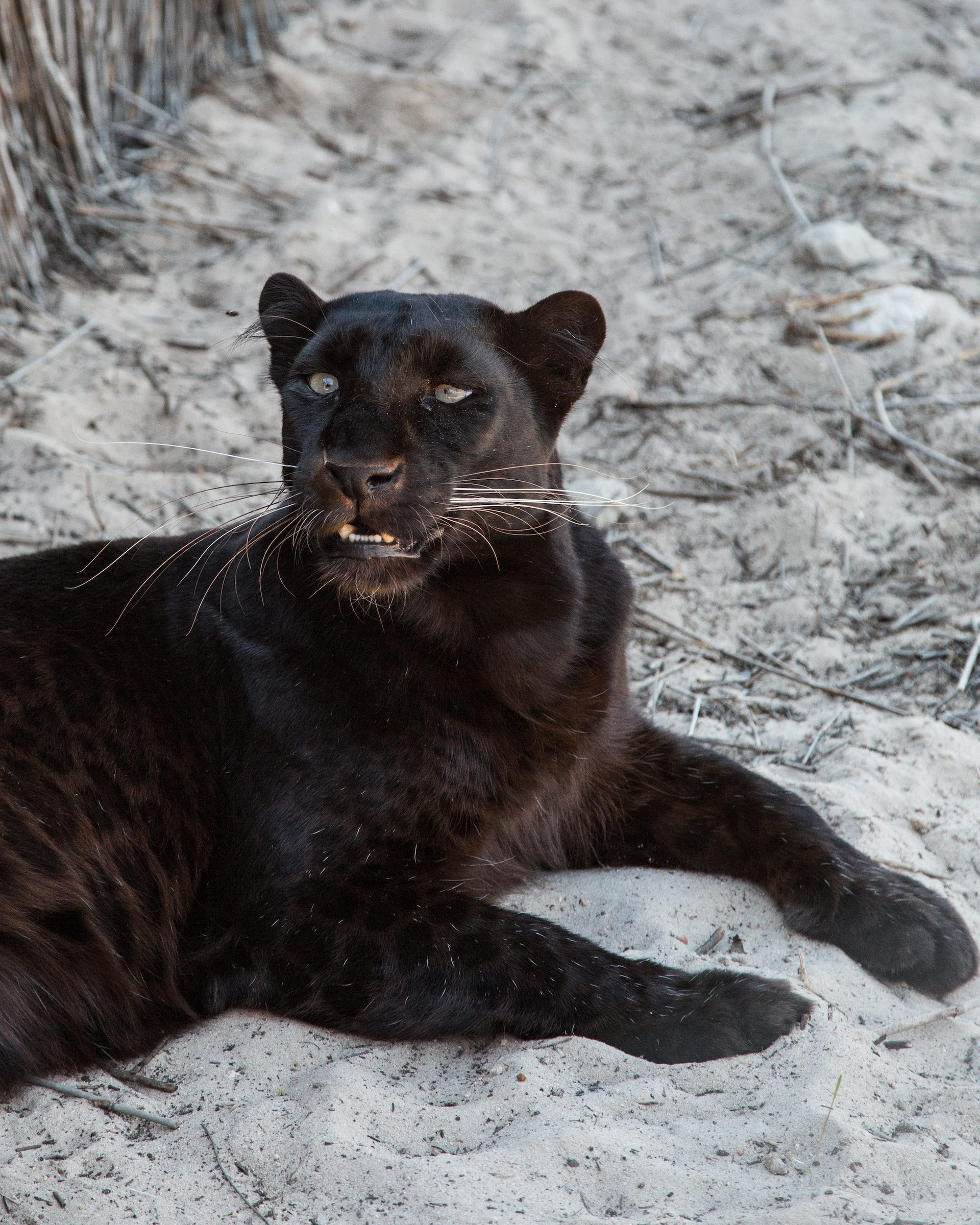 The Story Behind Cartier's Iconic Panther Collection